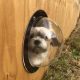 Dog Porthole Window Round Transparent for Fence Pet